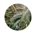 TRITICALE - Identificado  |  1250 kgs