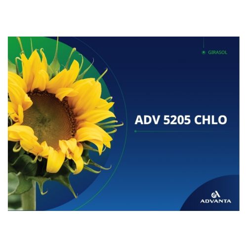 ADV 5205 CLHO| 180000 semillas