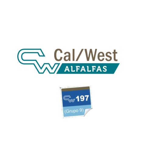 ALFALFA CW 197 | 1250 kg