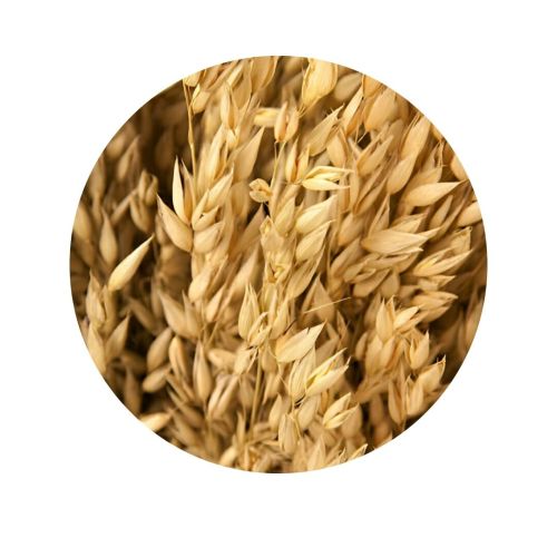 AVENA - Identificada | 1 tn - Big Bag 