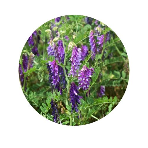 VICIA VILLOSA - Identificada  | 1250  kgs