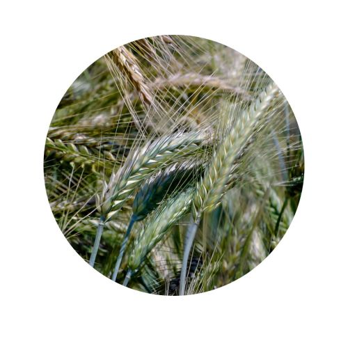 TRITICALE - Identificado  |  1250 kgs