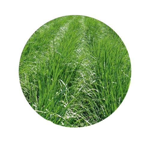 AGROPIRO ALARGADO | 1250 kg