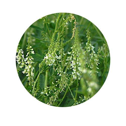 Melilotus Alba | 1250 Kgs