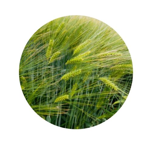 CEBADILLA | 1500 kgs