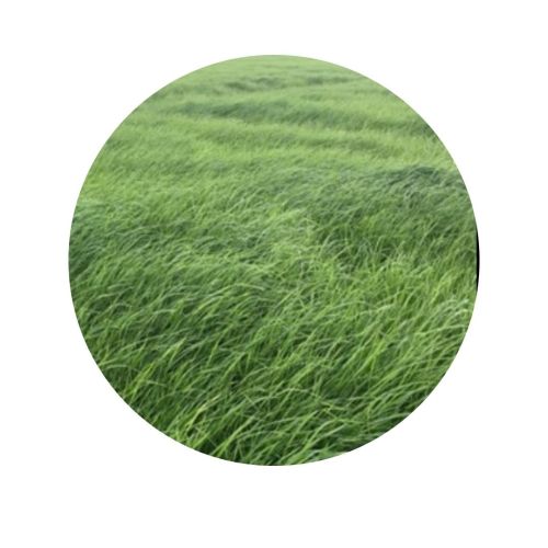 RAIGRASS ANUAL| 25 kgs