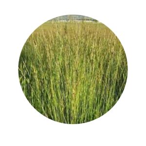 Festuca Fawn Peleteada | 1500 kg