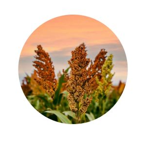 Sorgo Silero | Bolsa 20 kg