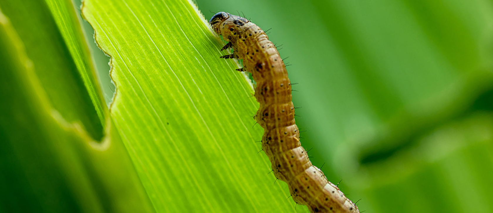 Monitoreo, la clave para el manejo de Spodoptera en maíz