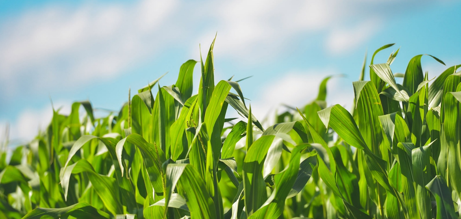 Consideraciones para lograr un maíz tardío de calidad