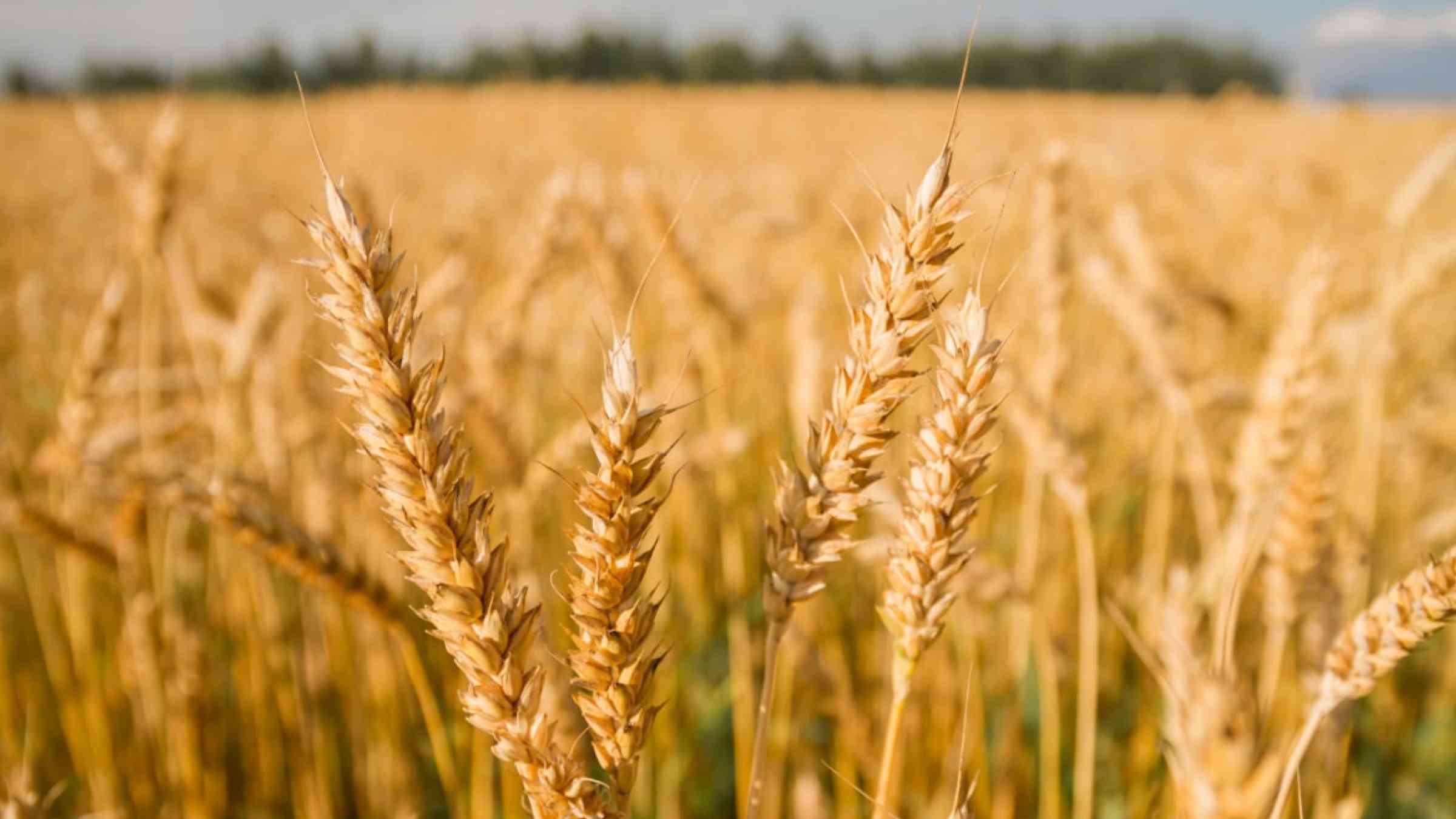 Variables a tener en cuenta ante la próxima siembra de trigo